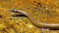 Elapomorphus quinquelineatus
