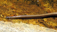 Elapomorphus quinquelineatus
