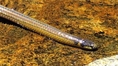 Elapomorphus quinquelineatus
