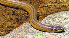 Elapomorphus quinquelineatus
