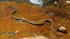 Elapomorphus quinquelineatus