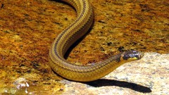 Elapomorphus quinquelineatus