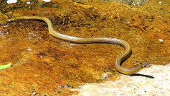 Elapomorphus quinquelineatus