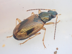 Bembidion corgenoma