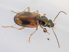 Bembidion corgenoma