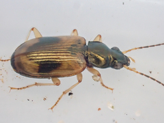 Bembidion corgenoma