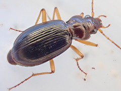 Nebria eschscholtzii
