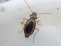 Nebria eschscholtzii