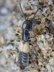 Cafius luteipennis