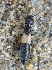 Cafius luteipennis