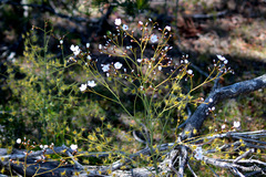 Drosera gigantea