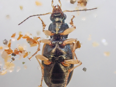 Bembidion corgenoma