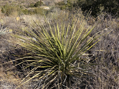 Dasylirion leiophyllum