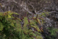 Vachellia rorudiana