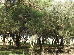 Geoffroea decorticans