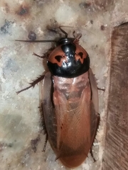 Eublaberus marajoara