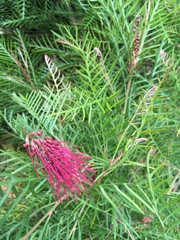 Grevillea hookeriana