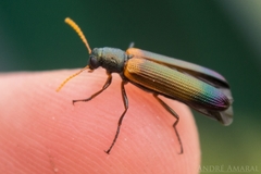 Strongylium ustulatum