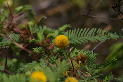 Vachellia rorudiana