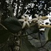 Ladenbergia macrocarpa - Photo 由 Nicolás Baresch Uribe 所上傳的 (c) Nicolás Baresch Uribe，保留部份權利CC BY