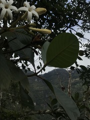 Ladenbergia macrocarpa