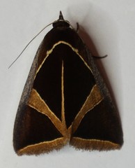 Agamana conjungens