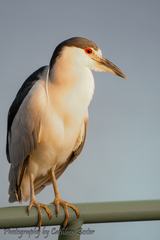 Nycticorax nycticorax image