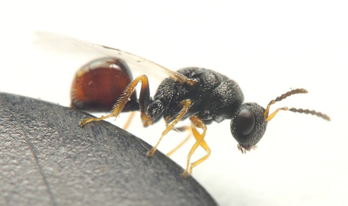 Risbecoma acaciarum