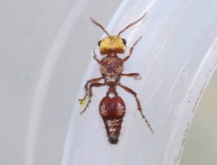 Dasymutilla dilucida