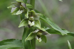 Epipactis helleborine orbicularis