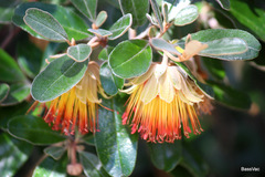 Diplolaena dampieri