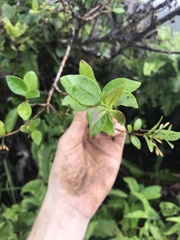 Alyxia stellata