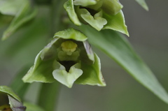 Epipactis helleborine orbicularis