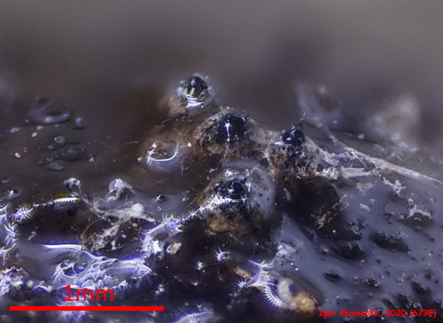 Representative image of Podosporaceae