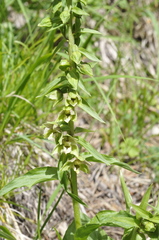 Epipactis helleborine orbicularis
