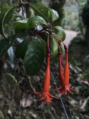 Fuchsia venusta