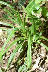 Carex sylvatica