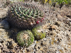Mammillaria melanocentra melanocentra