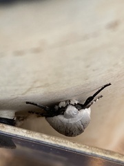 Maroga leptopasta