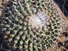 Mammillaria melanocentra melanocentra