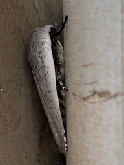 Maroga leptopasta