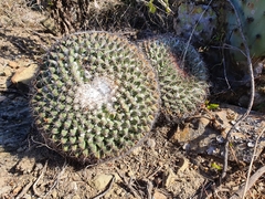 Mammillaria melanocentra melanocentra