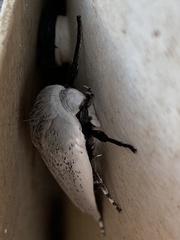 Maroga leptopasta