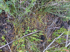 Cassytha pedicellosa