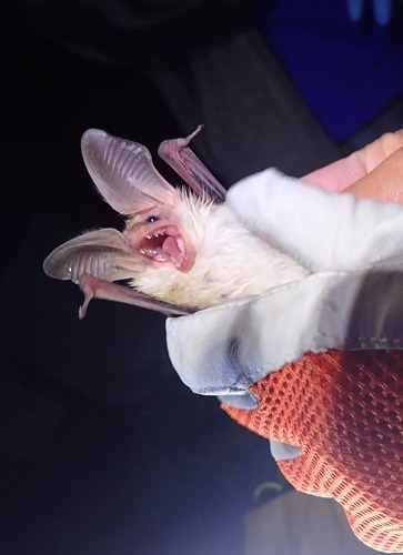 Pallid Bat photographed in Nevada