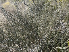 Ephedra antisyphilitica