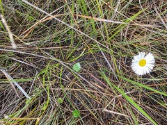 Allittia cardiocarpa