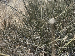 Ephedra antisyphilitica