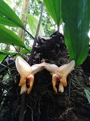 Stanhopea