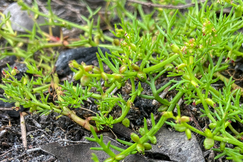 Swamp Raspwort (Haloragis brownii) · iNaturalist